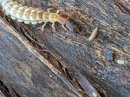 Attēlu rezultāti vaicājumam “Elmerina caryae”