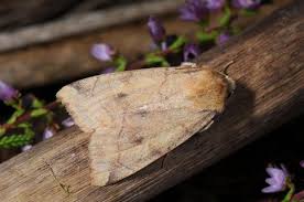 Attēlu rezultāti vaicājumam “Enargia paleacea”