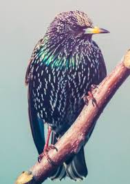 Attēlu rezultāti vaicājumam “Sturnus vulgaris”