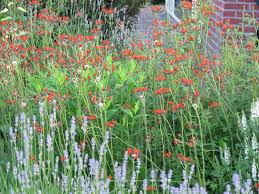 Image result for Hieracium aurantiacum