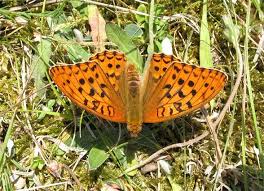 Attēlu rezultāti vaicājumam “Argynnis adippe male”