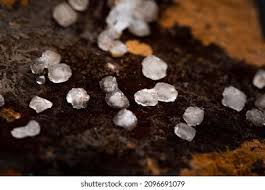 Attēlu rezultāti vaicājumam “Physarum confertum macro”