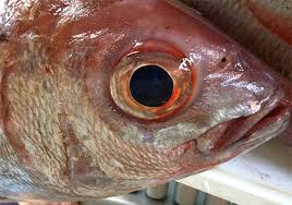 Image result for Pagellus bogaraveo