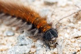 Attēlu rezultāti vaicājumam “Macrothylacia rubi larva”