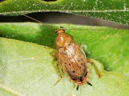 Attēlu rezultāti vaicājumam “Ectobius sylvestris male”