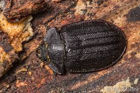 Attēlu rezultāti vaicājumam “Peltis grossa”