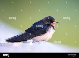 Attēlu rezultāti vaicājumam “Hirundo rustica”