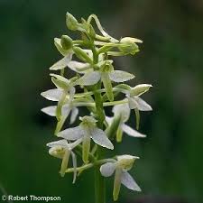Attēlu rezultāti vaicājumam “Platanthera bifolia leaf”