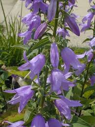 Image result for Campanula rapunculoides
