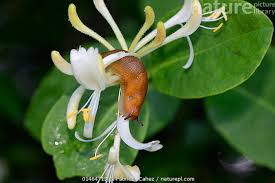 Attēlu rezultāti vaicājumam “Lonicera xylosteum”