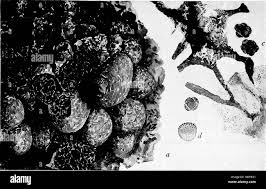 Attēlu rezultāti vaicājumam “Badhamia nitens”