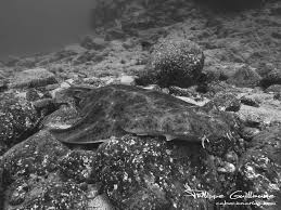 Image result for Squatina squatina