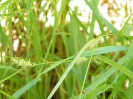 Attēlu rezultāti vaicājumam “Carex hirta female flower”