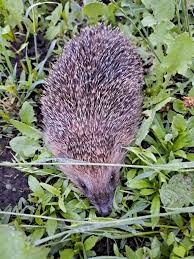 Attēlu rezultāti vaicājumam “Erinaceus roumanicus”