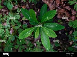Attēlu rezultāti vaicājumam “Daphne mezereum leaf”