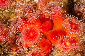 ผลการค้นหารูปภาพสำหรับ strawberry anemone