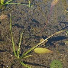 Attēlu rezultāti vaicājumam “Alisma gramineum flower”