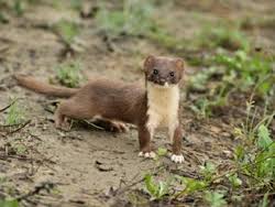 Attēlu rezultāti vaicājumam “Mustela nivalis adult”