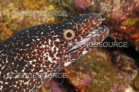 Image result for Gymnothorax moringa