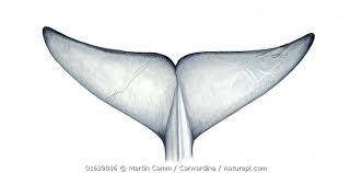 Image result for Balaenoptera omurai
