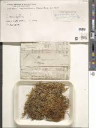 Attēlu rezultāti vaicājumam “Hypnum cupressiforme var. lacunosum”