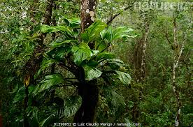 Attēlu rezultāti vaicājumam “Araceae”