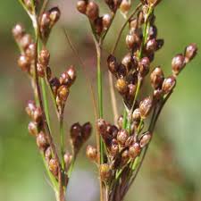 Attēlu rezultāti vaicājumam “Juncus compressus”