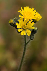 Attēlu rezultāti vaicājumam “Pilosella officinarum flower”