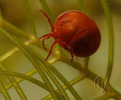 Attēlu rezultāti vaicājumam “Hydrachna”