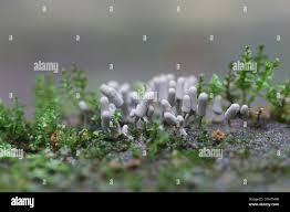 Attēlu rezultāti vaicājumam “Arcyria cinerea”