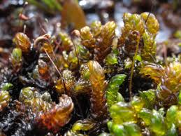 Attēlu rezultāti vaicājumam “Scorpidium scorpioides”