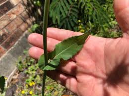 Attēlu rezultāti vaicājumam “Sonchus oleraceus leaf”