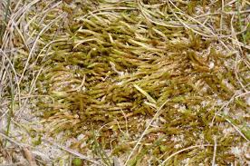 Attēlu rezultāti vaicājumam “Brachythecium albicans”