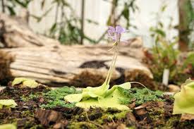 Attēlu rezultāti vaicājumam “Lentibulariaceae”