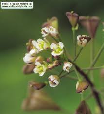 Attēlu rezultāti vaicājumam “Capsella bursa-pastoris flower”
