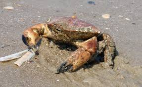 Image result for Cancer pagurus