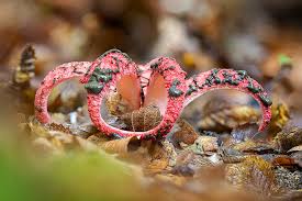 Attēlu rezultāti vaicājumam “Vouauxiomyces santessonii”