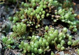 Attēlu rezultāti vaicājumam “Bryum funkii cells”