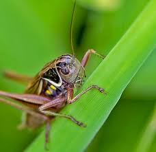 Attēlu rezultāti vaicājumam “Metrioptera roeselii”