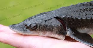Image result for Acipenser transmontanus