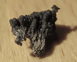 Attēlu rezultāti vaicājumam “Ruzenia spermoides”