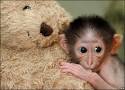 cute-monkey