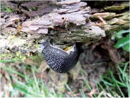 Attēlu rezultāti vaicājumam “Buxbaumia viridis”