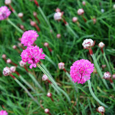 Image result for Grasnelke