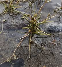 Attēlu rezultāti vaicājumam “Subularia aquatica leaf”