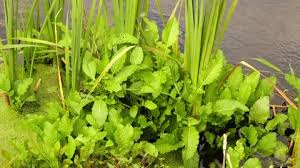 Attēlu rezultāti vaicājumam “Rorippa amphibia”