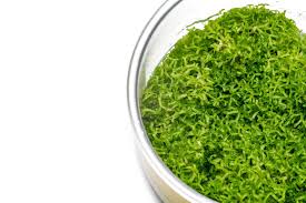 Attēlu rezultāti vaicājumam “Riccia”