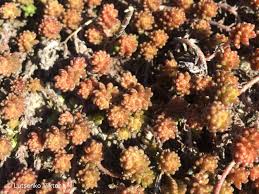 Image result for Sedum acre