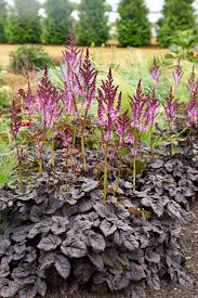 Image result for Astilbe
