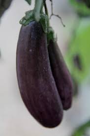 Afbeeldingsresultaat voor slim jim eggplant